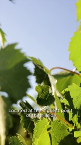 Famiglia Zingarelli Tenuta Fizzano CC Gran Selezione (English + subtitles)