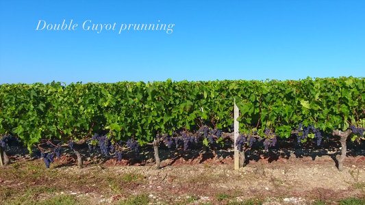 Château Greysac Promotional Video